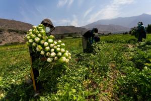 Cerca de 15.000 agricultores son capacitados en buenas prácticas en cosecha