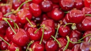 Cereza peruana busca ingresar a China
