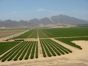 Chavimochic III benecifiará a más de 129 mil productores del norte