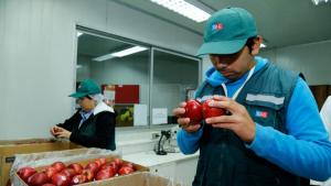 Chile y Perú reanudan la exportación de manzanas chilenas tras casi tres meses de suspensión