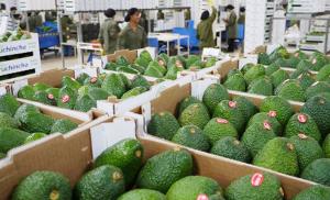 China aumenta más de mil veces la importación de palta