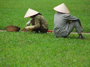 CHINA AUMENTÓ APOYO FINANCIERO AL SECTOR AGRÍCOLA EN 2012 