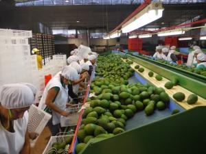 CHINA TIENE POTENCIAL PARA CONVERTIRSE EN UN ENORME MERCADO PARA EL AGUACATE