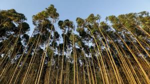 Científicos del sector forestal piden eliminar prohibición de árboles genéticamente modificados