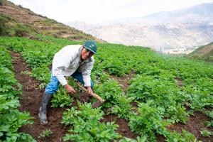 Clientes de Agrobanco que cuenten con seguro agrícola deben reportar sus pérdidas en un plazo no mayor a 10 días