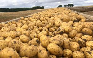 Colapso histórico en la producción de papa en Francia debido a episodios de sequía y calor extremo