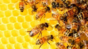 Colmenas de abejorros procedentes de Argentina aprobaron requisitos sanitarios