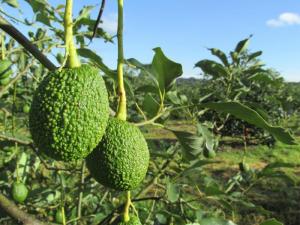 Colombia busca inversión mexicana para desarrollar su industria de aguacates