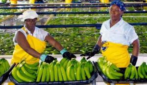 COLOMBIA: CAÍDA DRÁSTICA DE LA PRODUCCIÓN DE BANANO POR EL CALOR