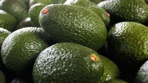 Colombia cultiva palta Hass en 25 mil hectáreas,  menos del 1% de su superficie potencial