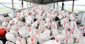 Comercializarán 2.1 millones de pavos por fiestas de fin de año