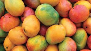 ¿Cómo impactarán las lluvias y altas temperaturas la producción de mango en Piura?