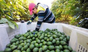 COMPLEJO AGROINDUSTRIAL BETA INSTALARÍA 100 HECTÁREAS DE PALTA HASS EL 2015
