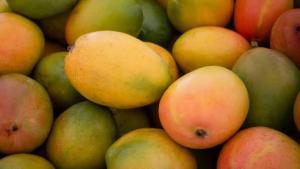 Conozca el plan de Jalisco (México) para mejorar la sanidad del mango y reducir la mosca de la fruta