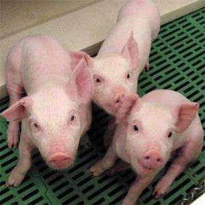 CONSUMO DE CARNE DE CERDO SE INCREMENTÓ 14.8% EN EL AÑO 2013