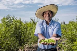 Consumo de legumbres en nuestro país alcanza los 9 kilos por persona al año