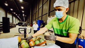 Cooperativa de productores de Piura ingresa al mercado retail con 12 mil kilogramos de mango