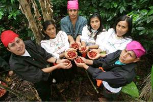 COOPERATIVA ORO VERDE PREVÉ EXPORTAR 18 MIL QUINTALES DE CAFÉ