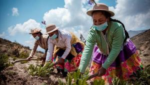 Cooperativas agrarias realizaron exportaciones por más de US$ 580 millones de 2022 a la fecha