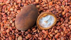 Copoazú, el primo del cacao por explotar