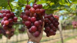 Cosecha de uva de mesa roja en Perú comenzará dentro de dos o tres semanas y de la variedad blancas dentro de un mes