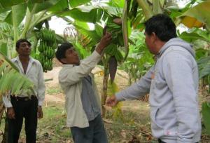 Crean Estación Experimental Agraria en Tumbes