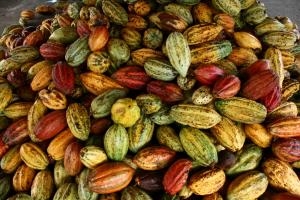 CREAN GRUPO DE MEJORAMIENTO GENÉTICO DE CACAO EN AMÉRICA