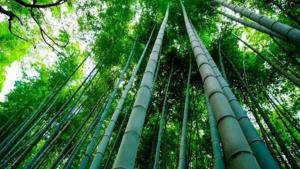 Crean la “Mesa Nacional del Bambú”