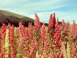 CREARÁN MARCA PROPIA PARA QUINUA ORGÁNICA DE PUNO Y PIÑA GOLDEN DE JUNÍN