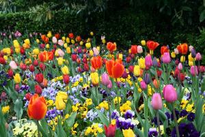 CRECERÍAN VENTAS DE FLORESPERO DE ECUADOR Y COLOMBIA