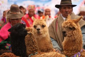 CRIADORES ALTOANDINOS EXPORTAN 6 MIL KILOS DE FIBRA DE ALPACA A ITALIA