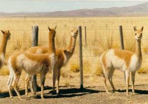 CRIADORES DE VICUÑA INDEFENSOS ANTE LA LEY