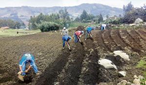 Crisis alimentaria: opciones a partir de la generación de innovaciones desde la agricultura