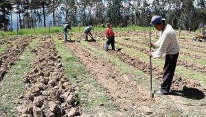 Crisis alimentaria: urge una estrategia de respuesta