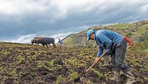 Crisis de los fertilizantes: la agricultura peruana en sus días más críticos