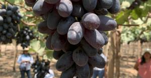 Crispy Dreams sorprende en Perú por su gran crocancia