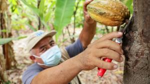 ¿Cuáles son los parámetros clave para exportar cacao de calidad?