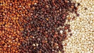 Cultivo de granos andinos genera alrededor de 5.4 millones de jornales en campo
