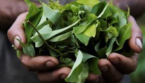 Cultivo de hoja coca ilegal llega a seis nuevas zonas del Perú