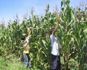 CULTIVOS DE ARROZ, MAÍZ, ALGODÓN Y CAÑA DE AZÚCAR EN 86 MIL HAS