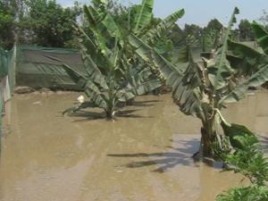 CULTIVOS DE BANANO Y CACAO AFECTADOS POR DESBORDE DE RÍO HUALLAGA