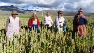 Cultivos de quinua abarcan más de 70 mil hectáreas
