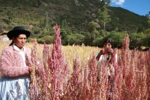 CUSCO: AGRICULTURA RECOMIENDA CULTIVAR GRANOS ANDINOS