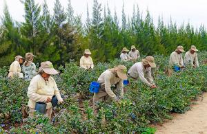 Defienden transparencia de cifras oficiales sobre desempeño de actividad agrícola difundidas por el Minagri