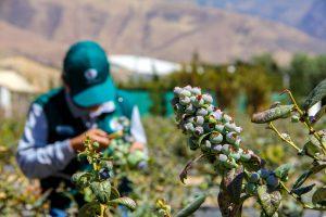 Delegación técnica de China llegó a Perú para acelerar acceso de arándanos peruanos