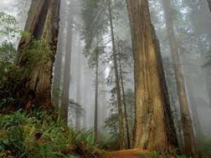 DESARROLLAN PLANTACIONES DE CAOBA EN SAN MARTÍN 