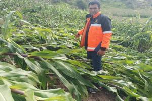 Descenso de temperatura nocturna y vientos en la sierra norte y centro afectarían cultivos