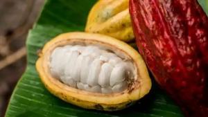 Descubren 4 nuevos grupos genéticos de cacao peruano en Amazonas