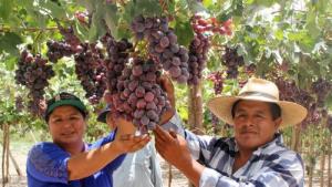 Despachos de uva de mesa peruana crecen un 32% hasta la semana 10 de la actual campaña