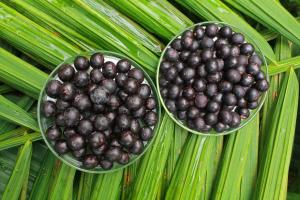 Despachos peruanos de acaí crecieron un 149.6% en volumen en 2024